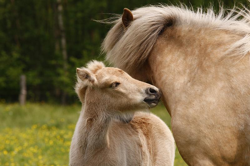 Lysir von Heidmoor und Ljoska von Heidmoor (5).jpg